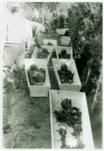 Exhumierung der Leichen, Haslach 1946; Stadtarchiv Haslach Exhumierung der Leichen, Haslach 1946; Stadtarchiv Haslach